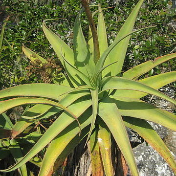 Aloe munchii unspecified picture