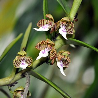 Trichoglottis geminata unspecified picture