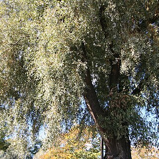 Salix sericea unspecified picture