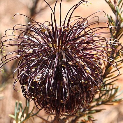 Banksia violacea unspecified picture