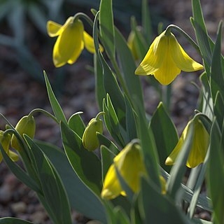 Fritillaria carica unspecified picture