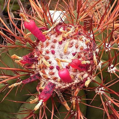 Melocactus ernestii unspecified picture