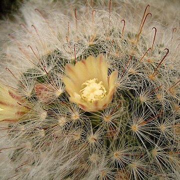 Mammillaria bocasana unspecified picture