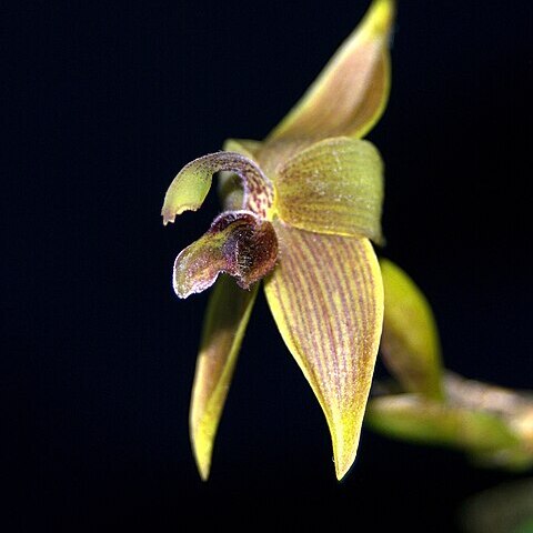 Maxillaria avis unspecified picture