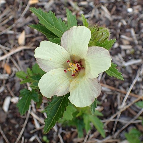 Hibiscus richardsonii unspecified picture