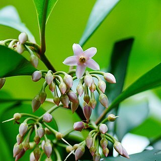 Ardisia forbesii unspecified picture