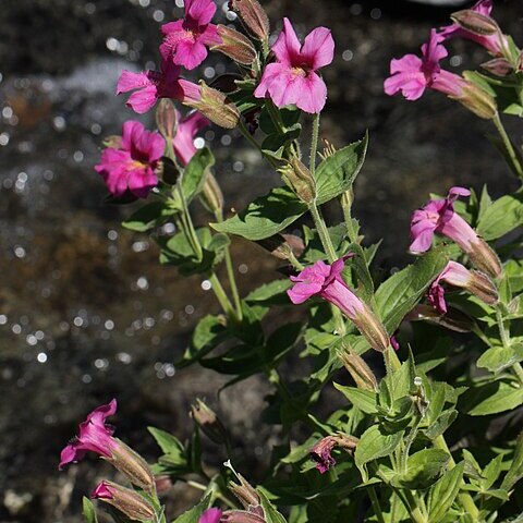 Mimulus lewisii unspecified picture