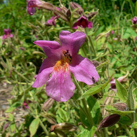 Erythranthe lewisii unspecified picture