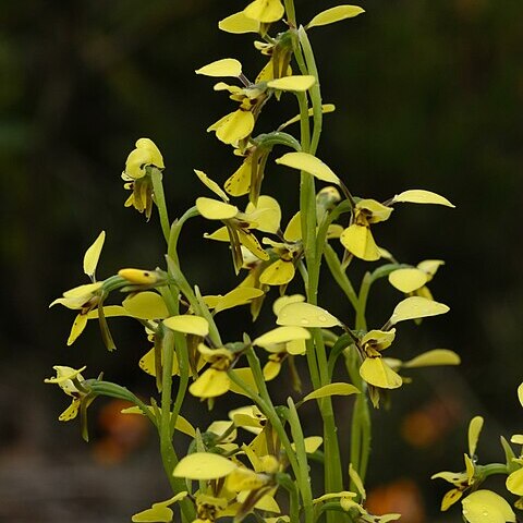 Diuris praecox unspecified picture