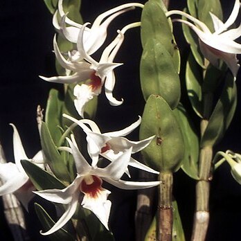 Dendrobium draconis unspecified picture