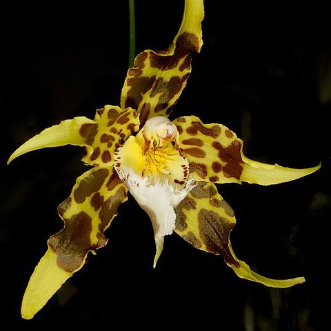 Oncidium hallii unspecified picture