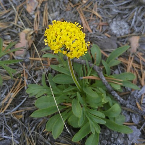 Patrinia sibirica unspecified picture