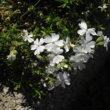 Phlox nivalis unspecified picture