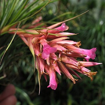 Tillandsia globosa unspecified picture