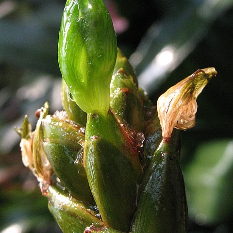 Guzmania alliodora unspecified picture