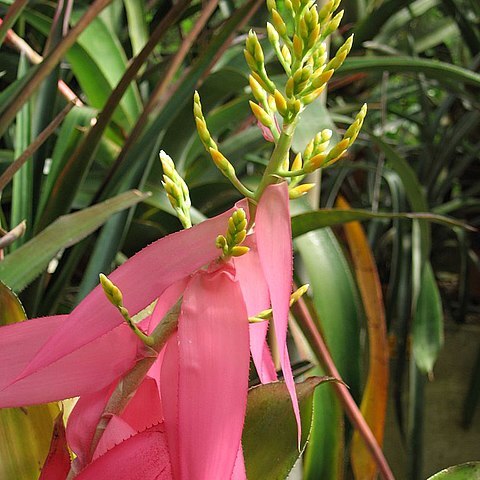 Aechmea nallyi unspecified picture