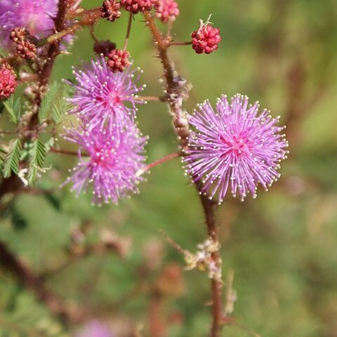 Mimosa adenocarpa unspecified picture