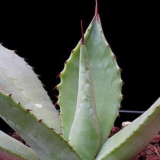 Agave oroensis unspecified picture