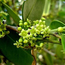 Maytenus obtusifolia unspecified picture