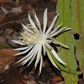 Epiphyllum hookeri subsp. hookeri unspecified picture