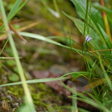 Campanula aristata unspecified picture