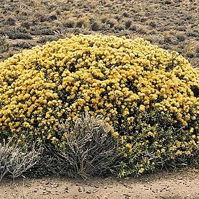 Chuquiraga avellanedae unspecified picture