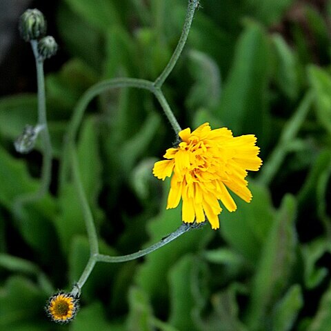 Hieracium senex unspecified picture