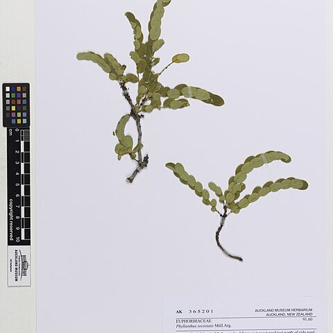 Phyllanthus societatis unspecified picture