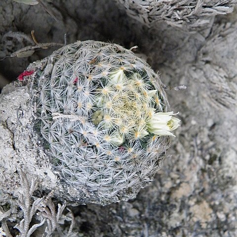 Mammillaria schiedeana subsp. schiedeana unspecified picture