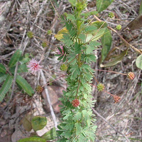 Mimosa polydidyma unspecified picture