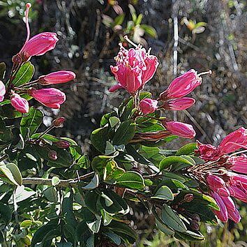 Bejaria aestuans unspecified picture