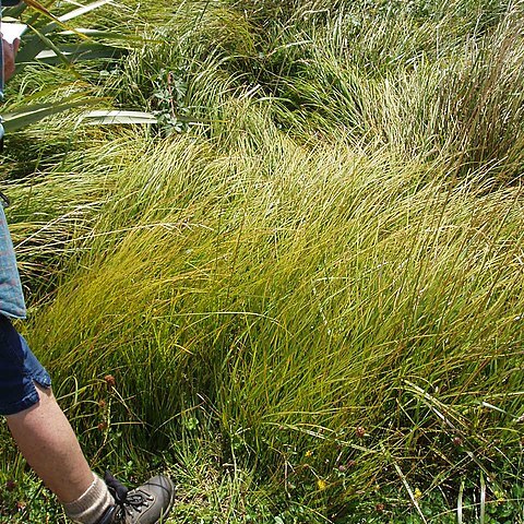 Carex sinclairii unspecified picture