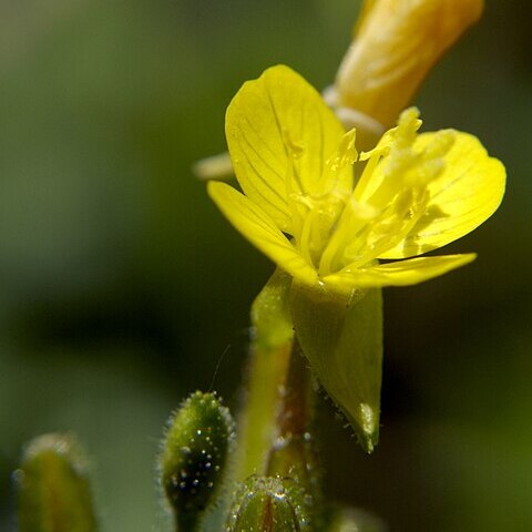 Oenothera perennis unspecified picture