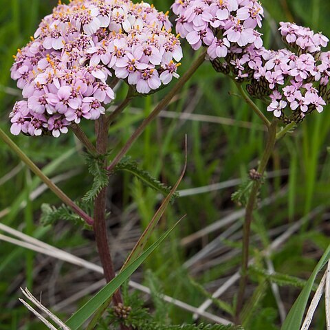 Achillea roseo-alba unspecified picture