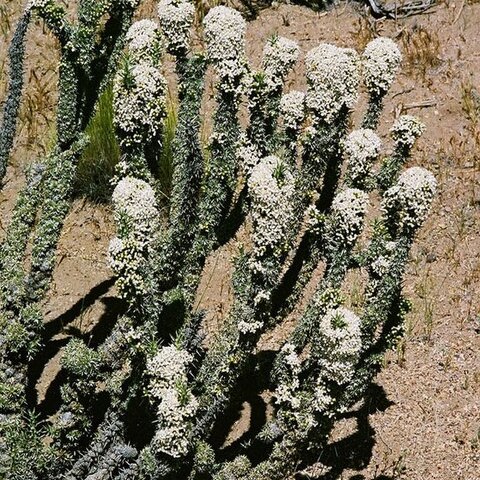 Nassauvia glomerata unspecified picture