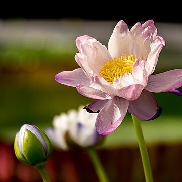 Nymphaea atrans unspecified picture