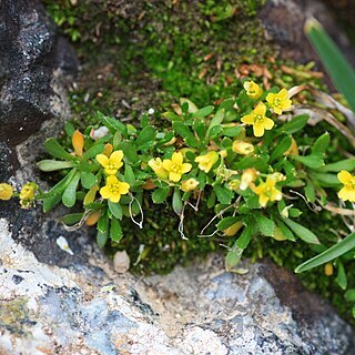 Draba weberi unspecified picture