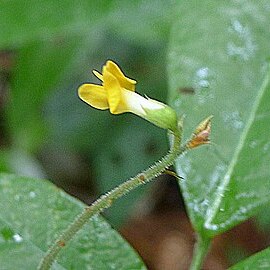 Cranocarpus unspecified picture