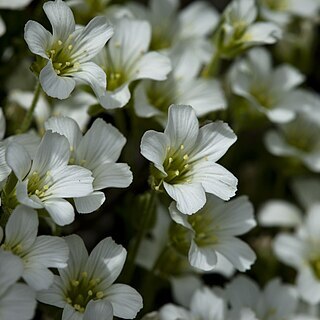 Minuartia macrocarpa unspecified picture