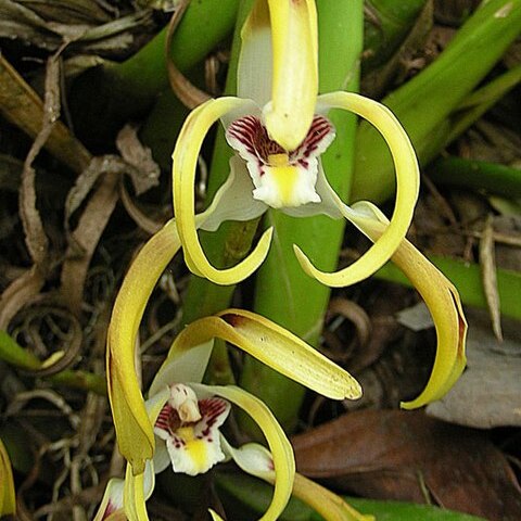 Maxillaria setigera unspecified picture