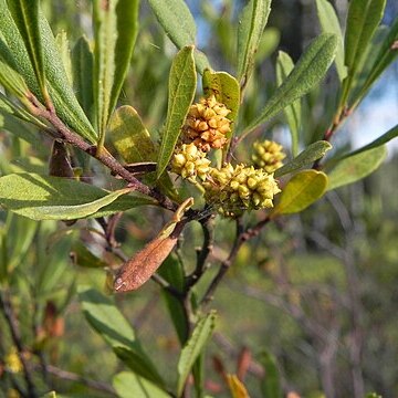 Myrica unspecified picture