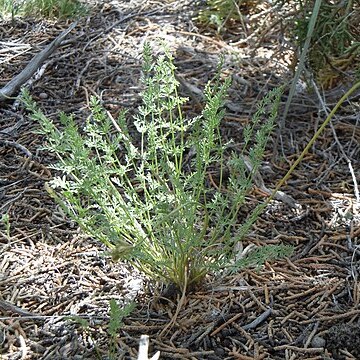 Cymopterus nivalis unspecified picture