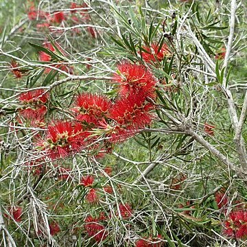 Melaleuca sabrina unspecified picture