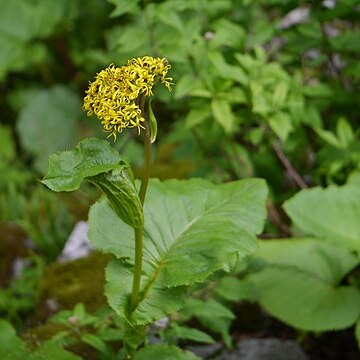 Ligularia amplexicaulis unspecified picture