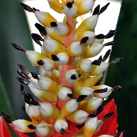 Aechmea woronowii unspecified picture