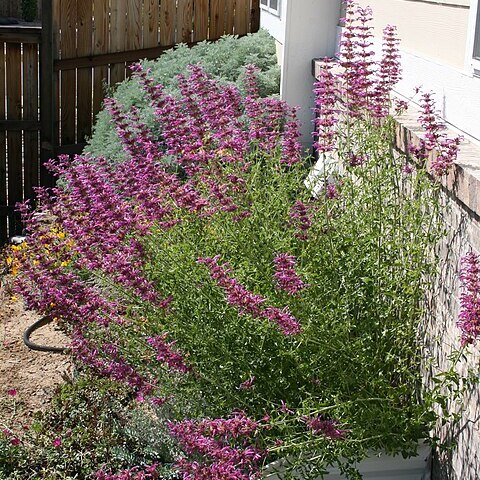 Agastache cana unspecified picture