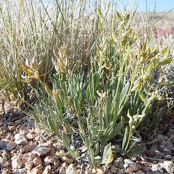 Astragalus spatulatus unspecified picture