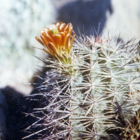 Echinocereus x neomexicanus unspecified picture