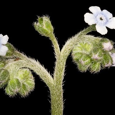 Cynoglossum australe unspecified picture