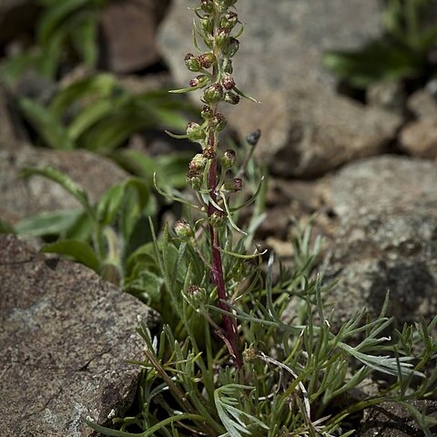 Artemisia furcata unspecified picture